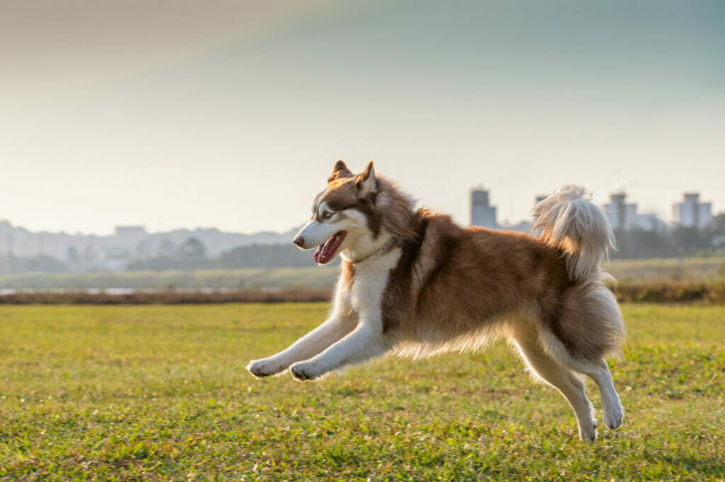siberian husky dog running alone outside at the park on the sunset